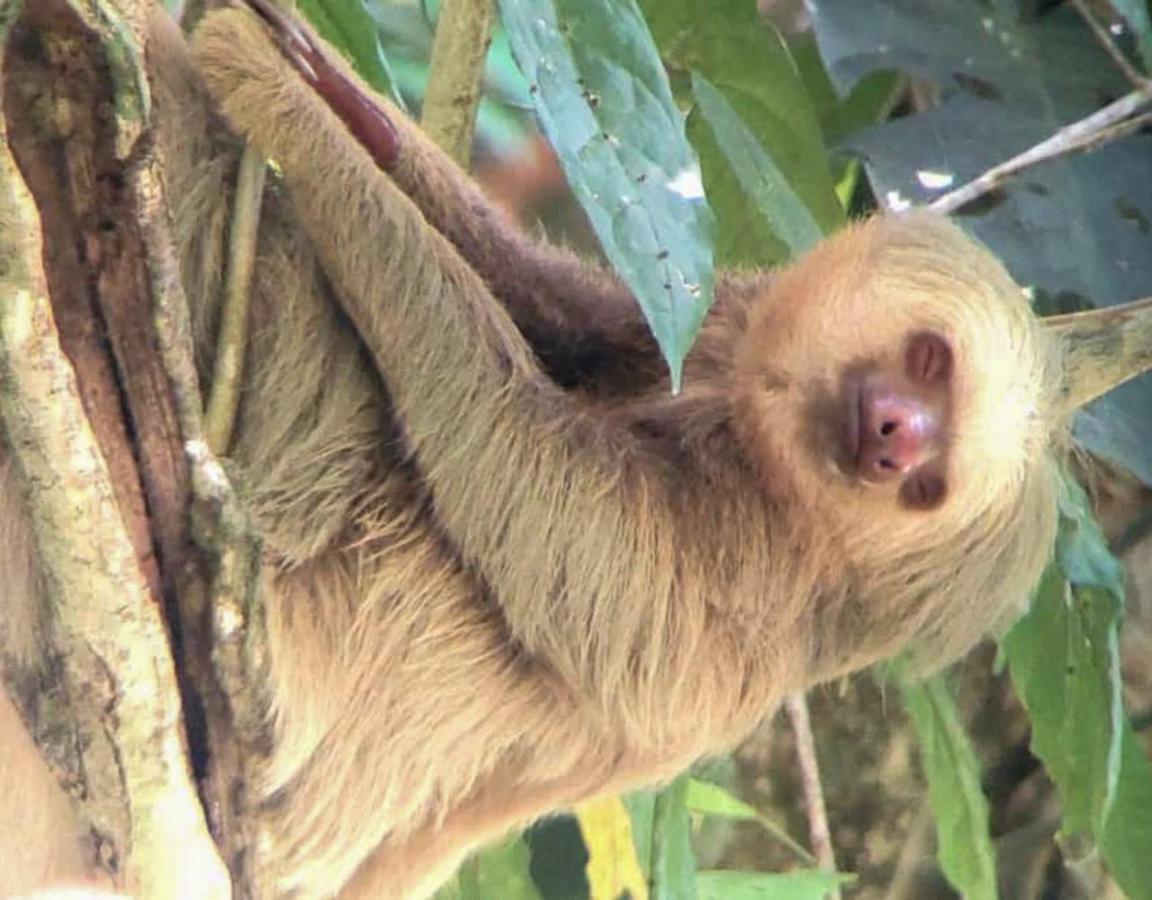 Hotel Colibri Nationalpark Nationalpark Manuel Antonio Exterior foto
